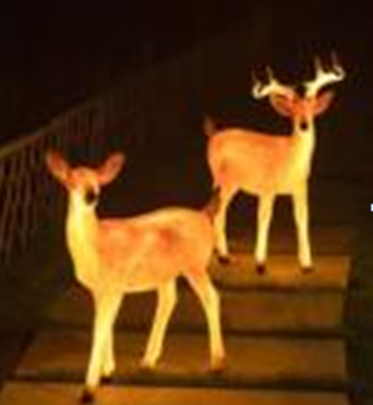 Premium Waterproof Outdoor Fiber Deer With Horn, garden light for Elegant and Practical Illumination by Gloss (9264)